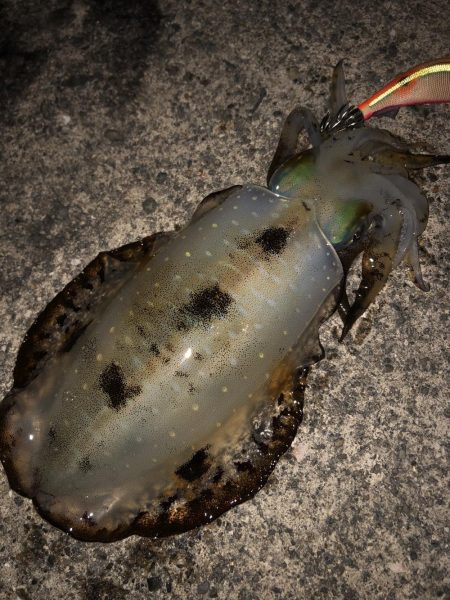 お正月のイカ探し