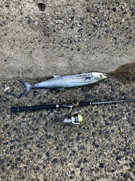 サゴシ宮津〜舞鶴ランガン