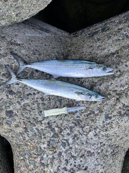 貝塚人工島でショアジギ