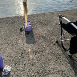 シーズン終盤でもキス釣れます