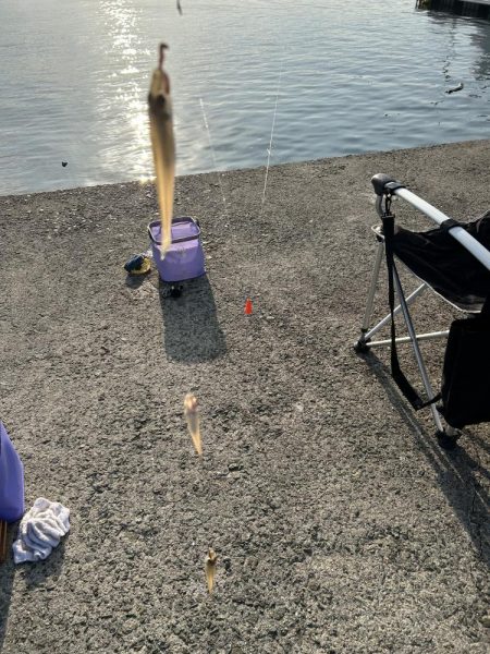 シーズン終盤でもキス釣れます