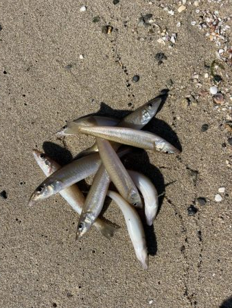 江井ヶ島キス到来