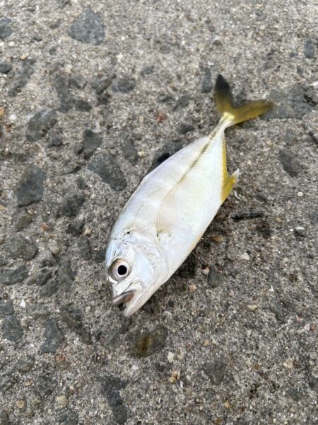 五目釣りは楽し過ぎ