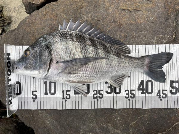 イチノ兄弟、釣果！