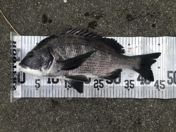 イチノ兄弟、釣果！