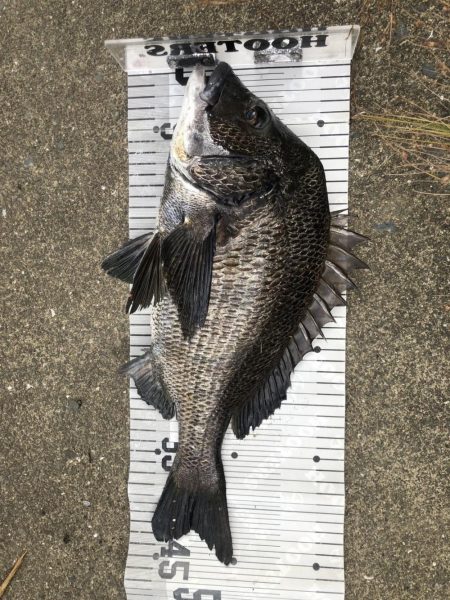 イチノ兄弟、釣果！