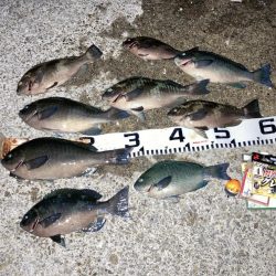 良型グレ入れ食い！