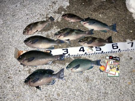 良型グレ入れ食い！