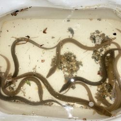 ちょい投げとウキフカセ