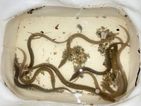 ちょい投げとウキフカセ