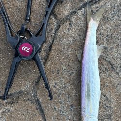 サゴシは釣れなくなったのか….？