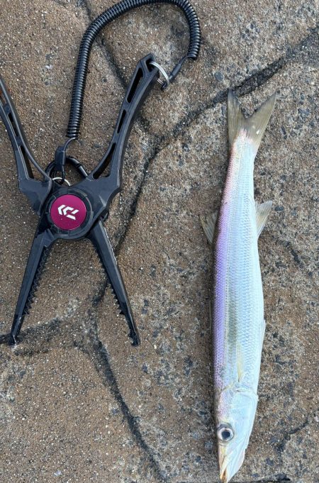 サゴシは釣れなくなったのか….？