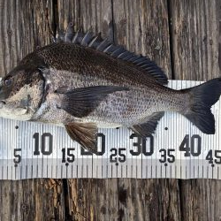 イチノ兄弟、釣果！