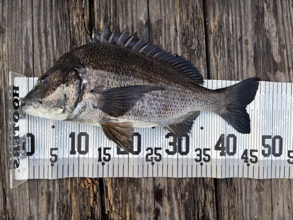 イチノ兄弟、釣果！