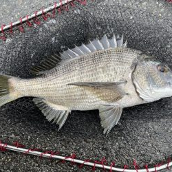 イチノ兄弟、釣果！