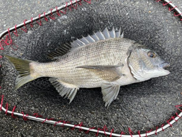 イチノ兄弟、釣果！