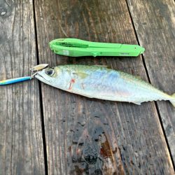 筏ショアジギング&エギング