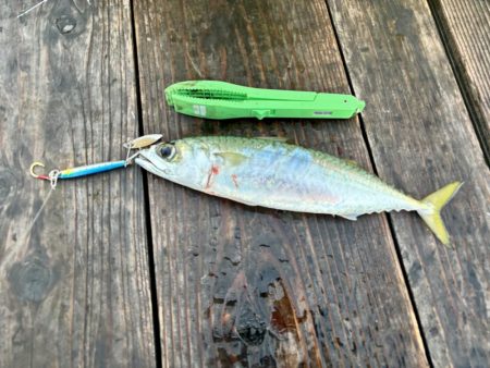 筏ショアジギング&エギング