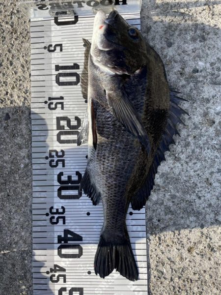 イチノ兄弟、釣果！