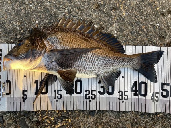 イチノ兄弟、釣果！