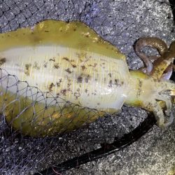 2025 佐渡ヶ島エギング Vol.44【11月2日】