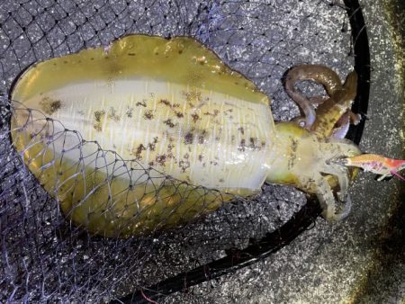 2025 佐渡ヶ島エギング Vol.44【11月2日】