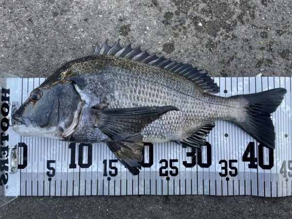 イチノ兄弟、釣果！