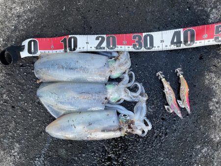 2025 佐渡ヶ島エギング Vol.48【…