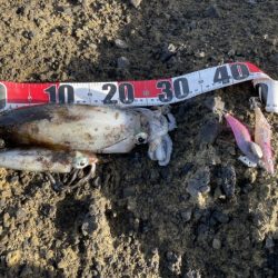 2025 佐渡ヶ島エギング Vol.49【11月8日】