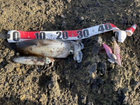 2025 佐渡ヶ島エギング Vol.49【11月8日】