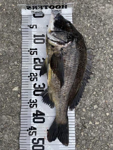 イチノ兄弟、釣果！