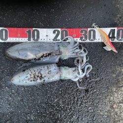 2025 佐渡ヶ島エギング Vol.51【11月11日】