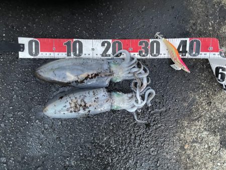 2025 佐渡ヶ島エギング Vol.51【11月11日】