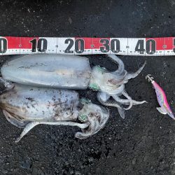 2025 佐渡ヶ島エギング Vol.53【11月13日】