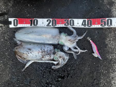 2025 佐渡ヶ島エギング Vol.53【11月13日】