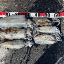 2025 佐渡ヶ島エギング Vol.54【11月15日】