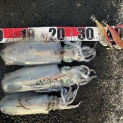 2025 佐渡ヶ島エギング Vol.56【11月17日】