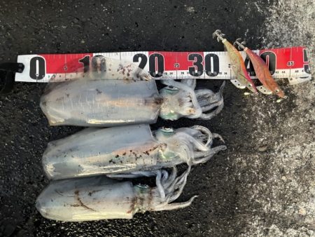 2025 佐渡ヶ島エギング Vol.56【…