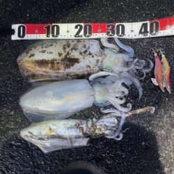 2025 佐渡ヶ島エギング Vol.57【11月20日】