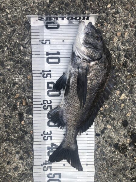 イチノ兄弟、釣果！