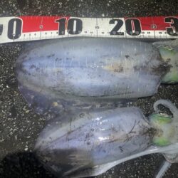 2025 佐渡ヶ島エギング Vol.60【11月28日】