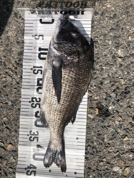 イチノ兄弟、釣果！