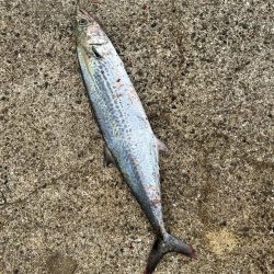 サゴシとセイゴ