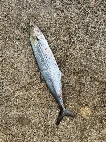 サゴシとセイゴ