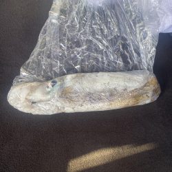 エギングとショアジキ