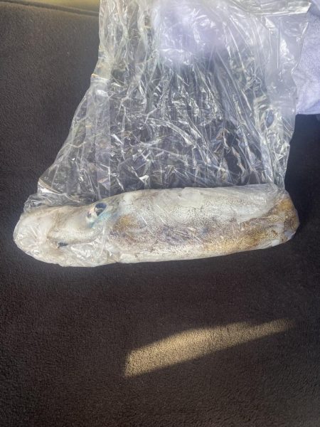 エギングとショアジキ