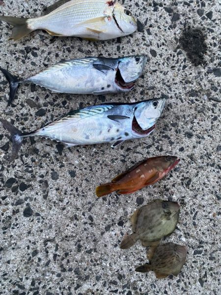 風もなく穏やかな1日