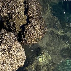 夕方まで釣れ続け