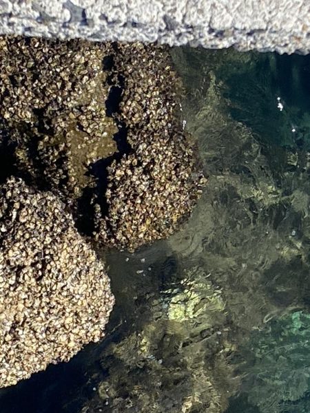 夕方まで釣れ続け