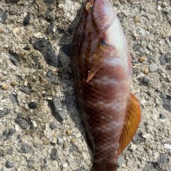 青イソメだけで!